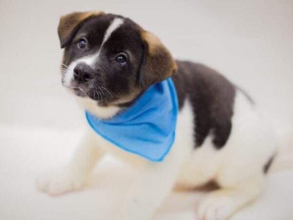 Akita DOG Male White & Black Pnto 13959 Petland Wichita, Kansas