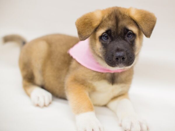 Akita DOG Female White & Black Pnto 13960 Petland Wichita, Kansas