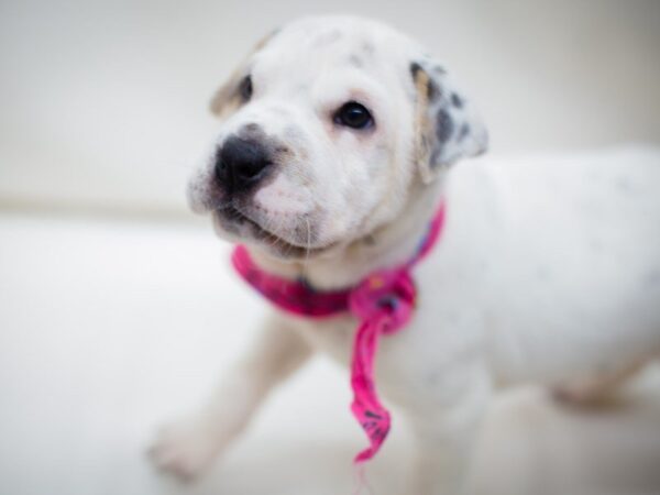 Mini Walrus DOG Female White with Black Spots 13962 Petland Wichita, Kansas