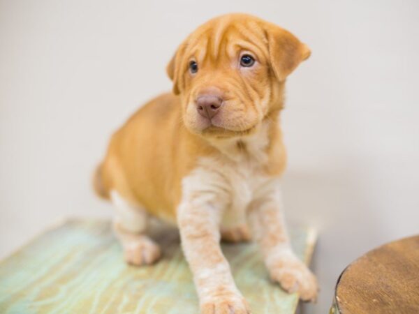 Mini Walrus DOG Female Fawn & White 13961 Petland Wichita, Kansas