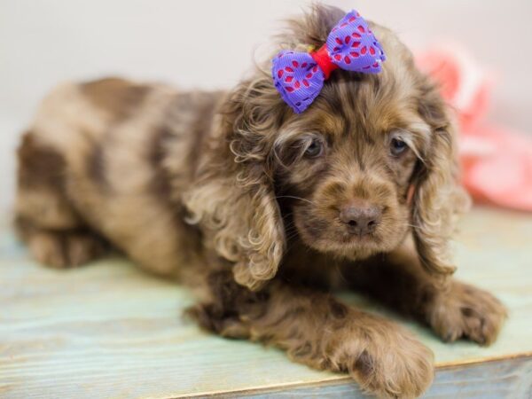 Cocker Spaniel DOG Female Chocolate Merle 13963 Petland Wichita, Kansas