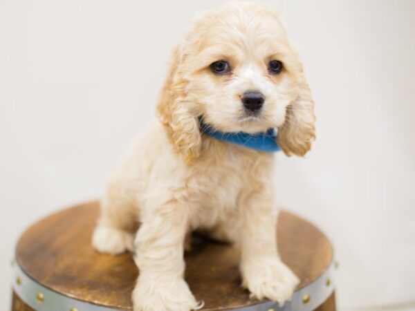 Cocker Spaniel-DOG-Male-BUFF-13964-Petland Wichita, Kansas