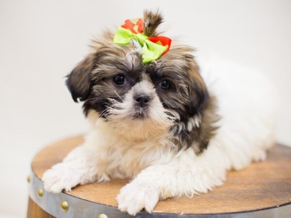 Shih Poo DOG Female Gold & White 13965 Petland Wichita, Kansas