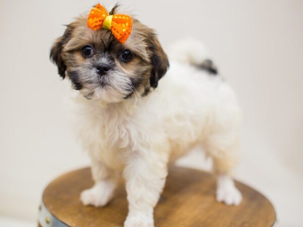 Shih Poo DOG Female Gold & White 13966 Petland Wichita, Kansas