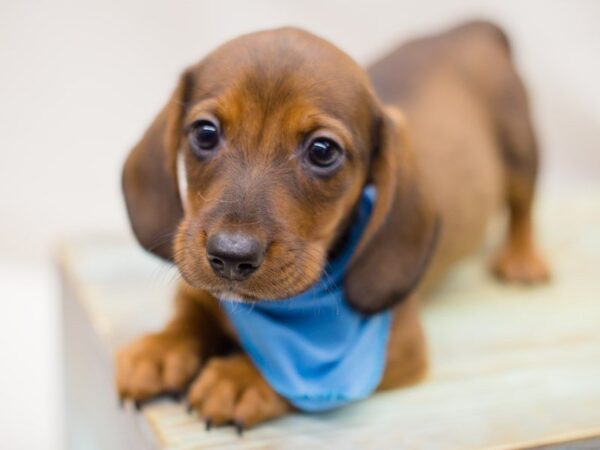 Miniature Dachshund DOG Male Red Smooth Coat 13967 Petland Wichita, Kansas