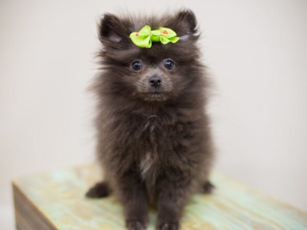 Pomeranian DOG Female Blue 13969 Petland Wichita, Kansas