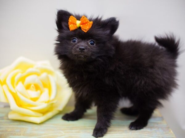 Pomeranian DOG Female Black 13970 Petland Wichita, Kansas