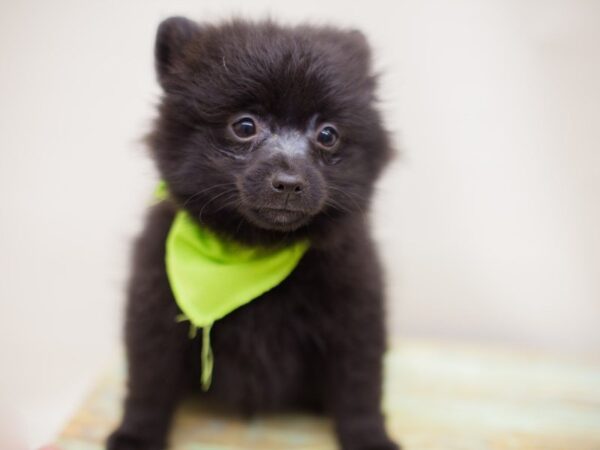 Pomeranian DOG Male Black 13968 Petland Wichita, Kansas