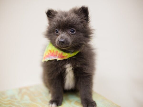 Pomeranian-DOG-Male-Blue w/ White on Chest-13986-Petland Wichita, Kansas