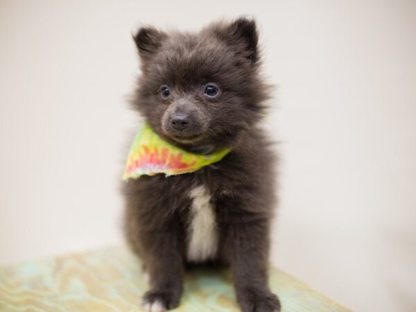 Pomeranian DOG Male Blue w/ White on Chest 13986 Petland Wichita, Kansas