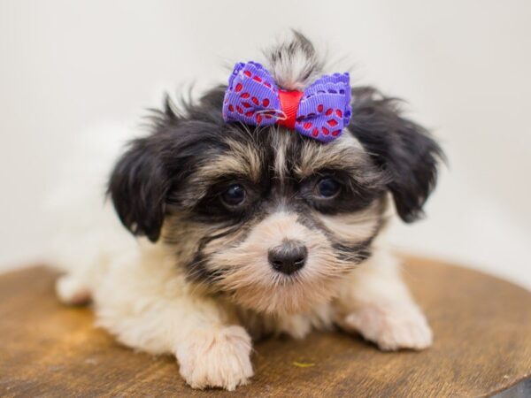 Havanese DOG Female Black and White 13985 Petland Wichita, Kansas