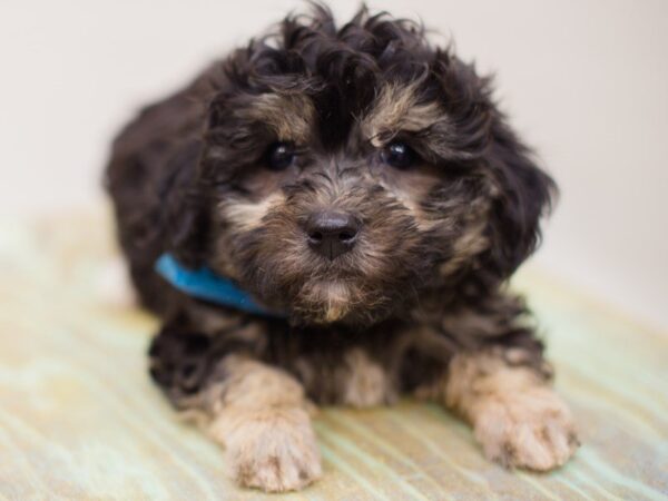 Havanese-DOG-Male-Black and Tan-13984-Petland Wichita, Kansas