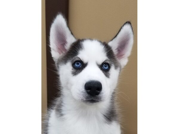 Siberian Husky-DOG-Female-Black and White-13954-Petland Wichita, Kansas