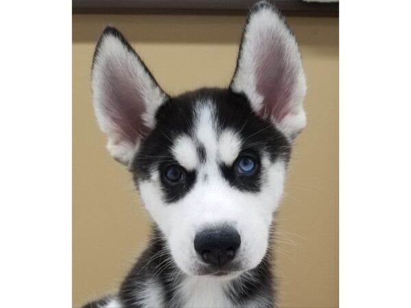 Siberian Husky DOG Male Black and White 13953 Petland Wichita, Kansas