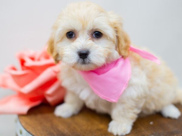 Havapoo DOG Female Red Sable 14015 Petland Wichita, Kansas