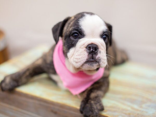 English Bulldog DOG Female Brindle and White 14003 Petland Wichita, Kansas