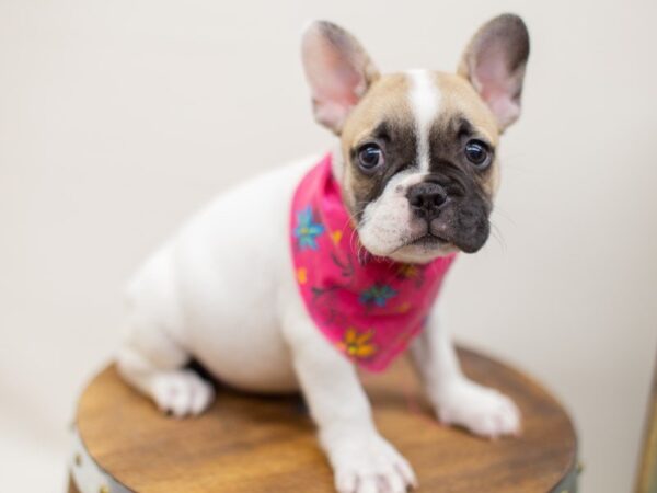 French Bulldog DOG Female Fawn Pied 14002 Petland Wichita, Kansas