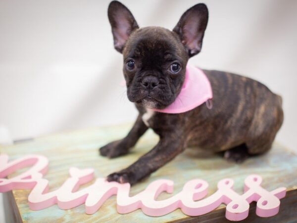 French Bulldog DOG Female Brindle 14012 Petland Wichita, Kansas