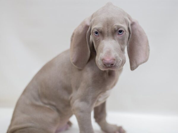 Weimaraner DOG Male Blue 14006 Petland Wichita, Kansas