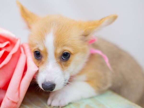 Pembroke Welsh Corgi DOG Female Sable & White 14009 Petland Wichita, Kansas