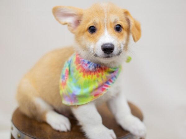 Pembroke Welsh Corgi DOG Male Sable & White 14008 Petland Wichita, Kansas