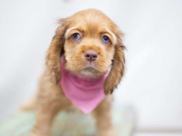 Cocker Spaniel DOG Female Chocolate Merle 13995 Petland Wichita, Kansas