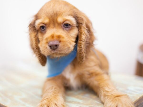 Cocker Spaniel DOG Male Chocolate Merle 13994 Petland Wichita, Kansas