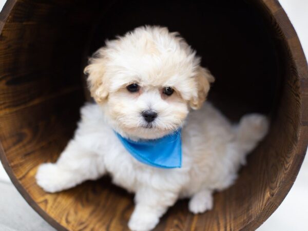 Havapoo-DOG-Male-Cream-14013-Petland Wichita, Kansas