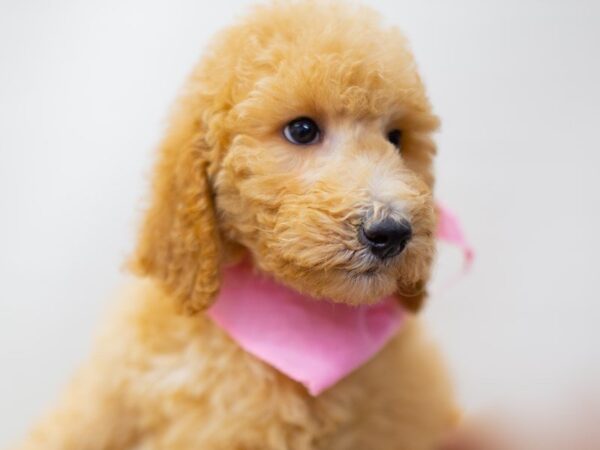 Standard Poodle DOG Female Red/Apricot 14011 Petland Wichita, Kansas