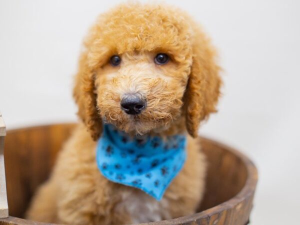 Standard Poodle DOG Male Red/Apricot 14010 Petland Wichita, Kansas