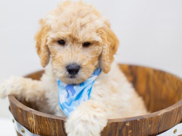 2nd Generation Goldendoodle DOG Male Cream 14007 Petland Wichita, Kansas