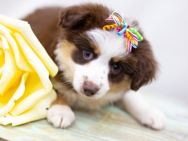 Miniature Australian Shepherd-DOG-Male-Red Tri-14001-Petland Wichita, Kansas