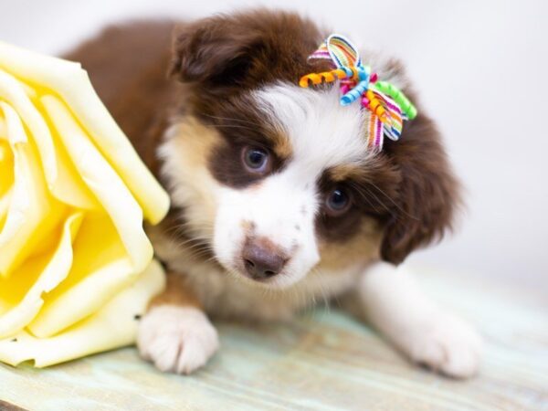 Miniature Australian Shepherd DOG Male Red Tri 14001 Petland Wichita, Kansas