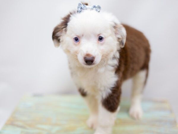 Miniature Australian Shepherd DOG Female Red Tri 14000 Petland Wichita, Kansas