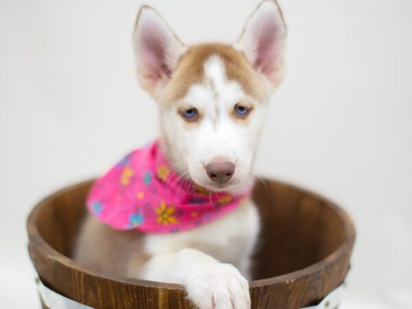 Siberian Husky DOG Female RED & WHITE 13999 Petland Wichita, Kansas