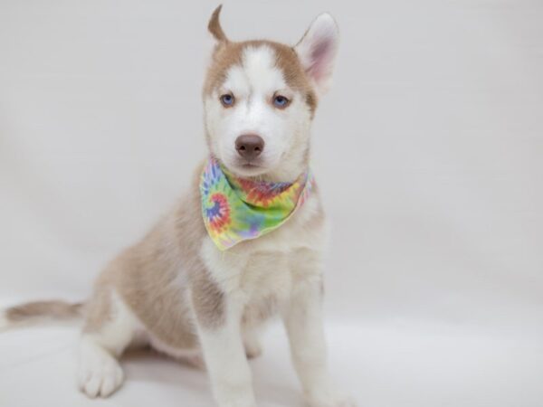 Siberian Husky DOG Male RED & WHITE 13998 Petland Wichita, Kansas