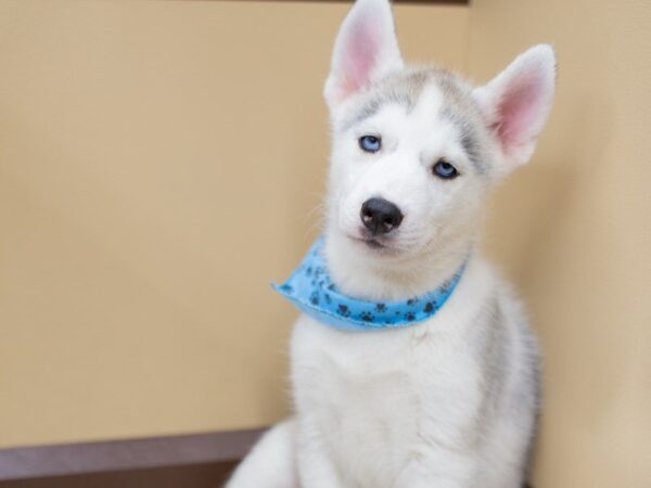 Siberian Husky DOG Male GREY & WHITE 13997 Petland Wichita, Kansas