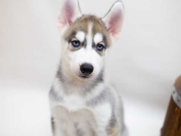 Siberian Husky DOG Male GREY & WHITE 13996 Petland Wichita, Kansas