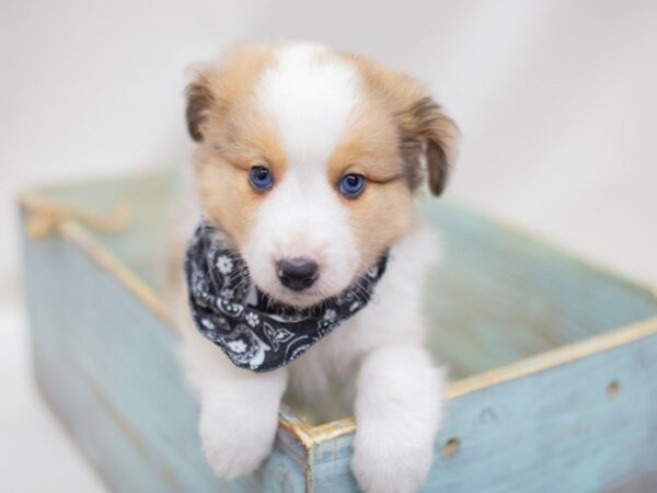 Miniature Shel-Aussie-DOG-Male-Merle w/ Blue Eyes-13993-Petland Wichita, Kansas