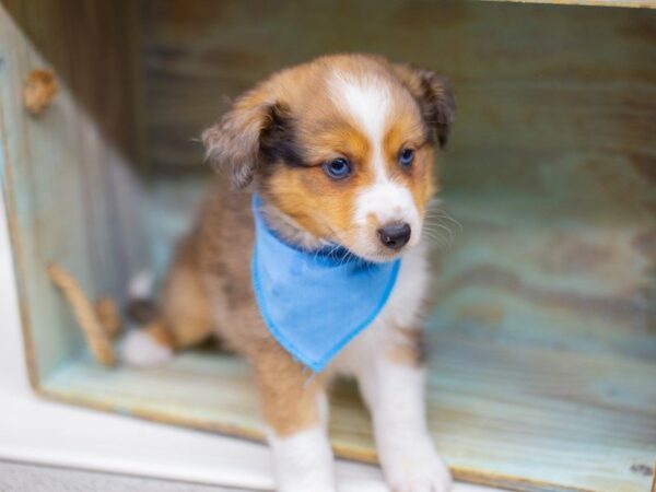 Miniature Shel-Aussie-DOG-Male-Merle w/ Merle Eyes-13992-Petland Wichita, Kansas