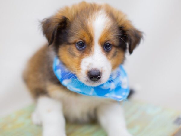 Miniature Shel-Aussie-DOG-Male-Dark Sable-13991-Petland Wichita, Kansas