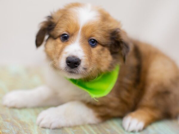 Miniature Shel-Aussie DOG Male Dark Sable Merle 13990 Petland Wichita, Kansas