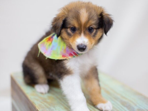 Miniature Shel-Aussie DOG Male Dark Sable 13989 Petland Wichita, Kansas