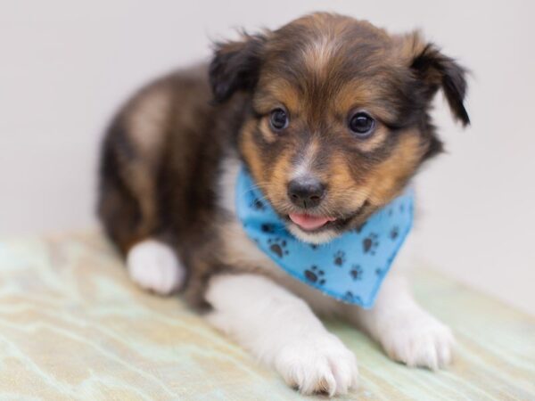 Miniature Shel-Aussie-DOG-Male-Dark Sable-13988-Petland Wichita, Kansas