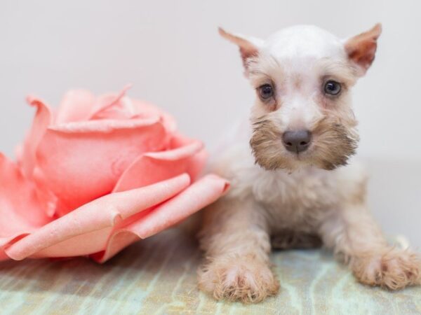 Miniature Schnauzer DOG Female Silver 14061 Petland Wichita, Kansas