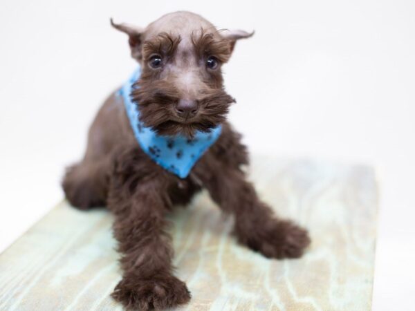 Miniature Schnauzer DOG Male Chocolate 14060 Petland Wichita, Kansas