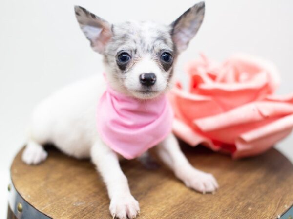 Pom Chi DOG Female Blue Merle 14059 Petland Wichita, Kansas