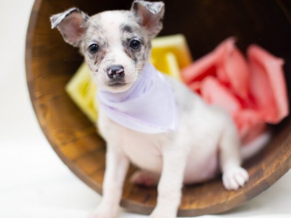 Pom Chi DOG Female Blue Merle 14058 Petland Wichita, Kansas