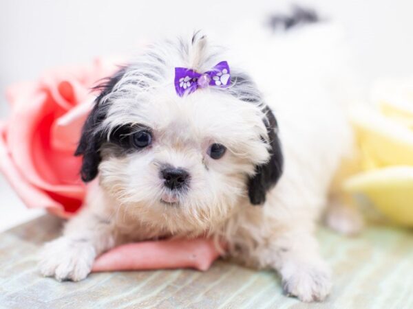 Shih Tzu DOG Female White w/ Black 14057 Petland Wichita, Kansas