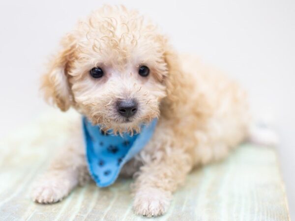 Toy Poodle-DOG-Male-Apricot-14056-Petland Wichita, Kansas